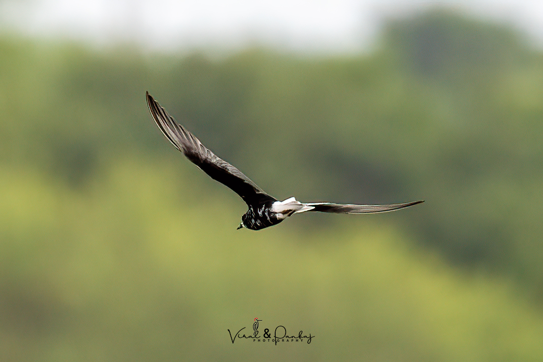 White-winged Tern 